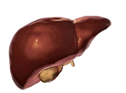 L-Ornithine Benefits for Liver.png